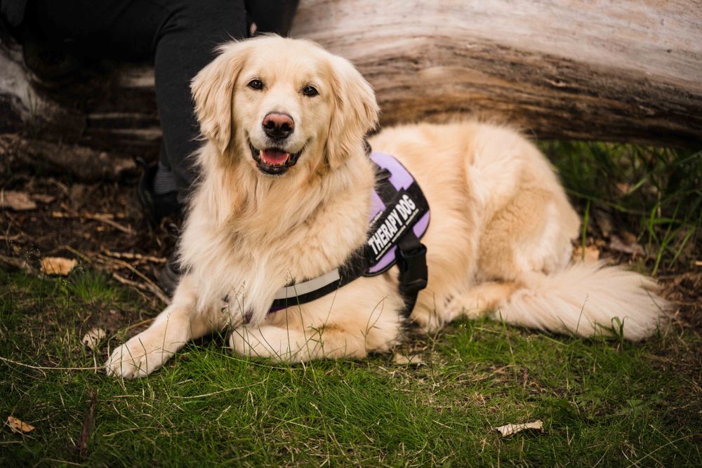 Sophie is a trained therapy dog who has undergone a 6-month therapy/facility dog training program and gets regular, ongoing maintenance training.