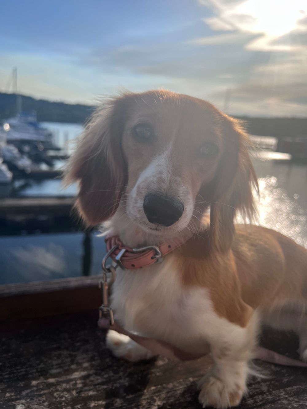 My therapy dog, Sosi, is eager to meet you!