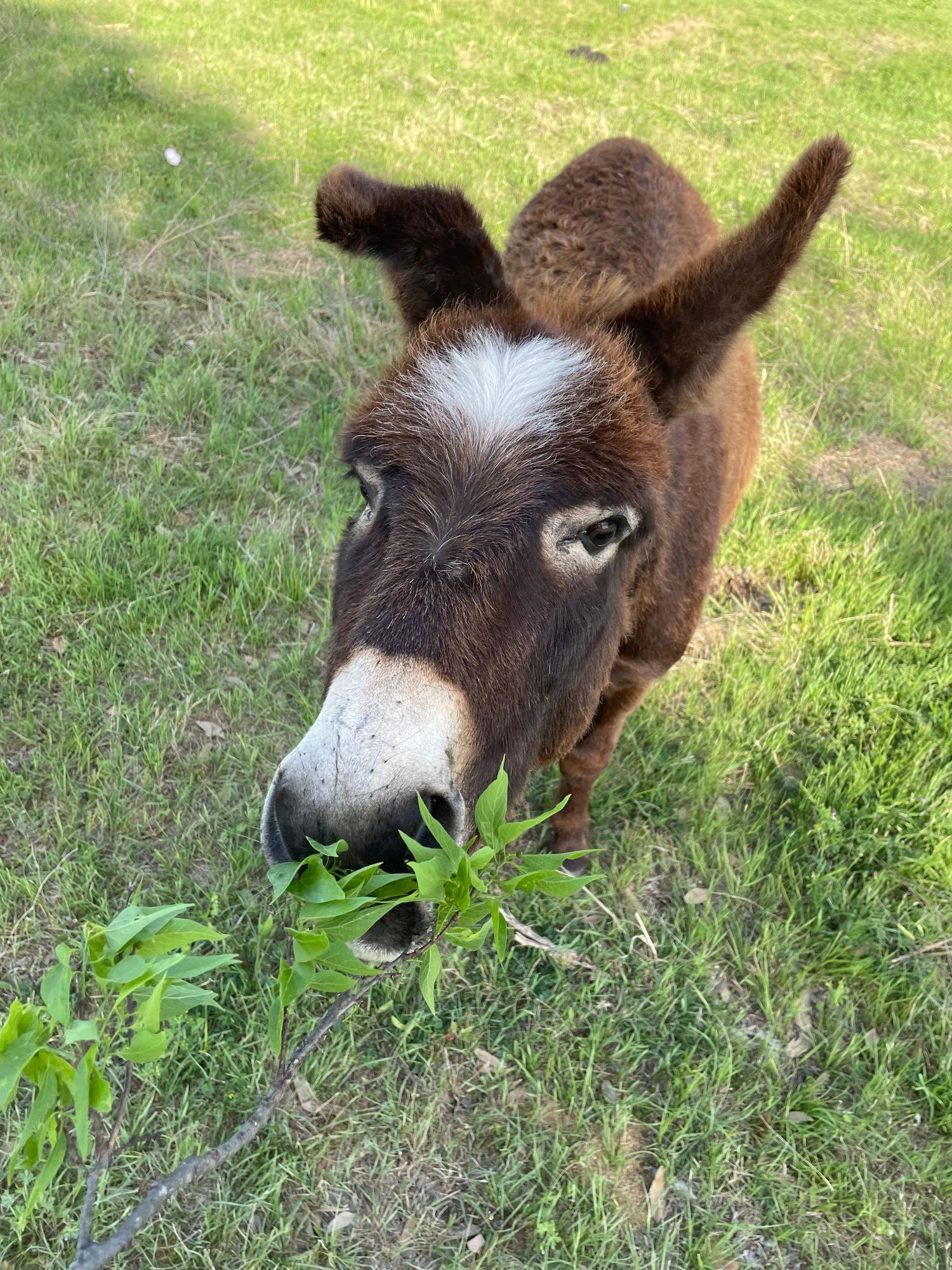 Gallery Photo of I live in the country and we have all sorts of fun animals on our property.  Ask me about the mini donkeys!