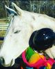 Adirondack Equine Assisted Psychotherapy, LCSW