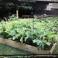Gallery Photo of Gardening is good for your mind and body
