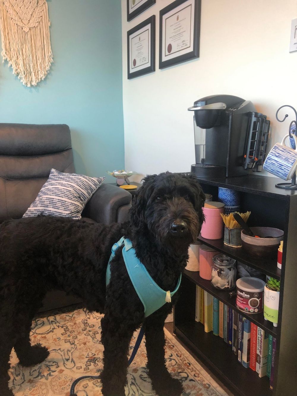 Meet Buffy, the fluffy therapy-dog-in-training. With your consent, she may attend your appointment with Kelly to help you feel comfortable and calm.