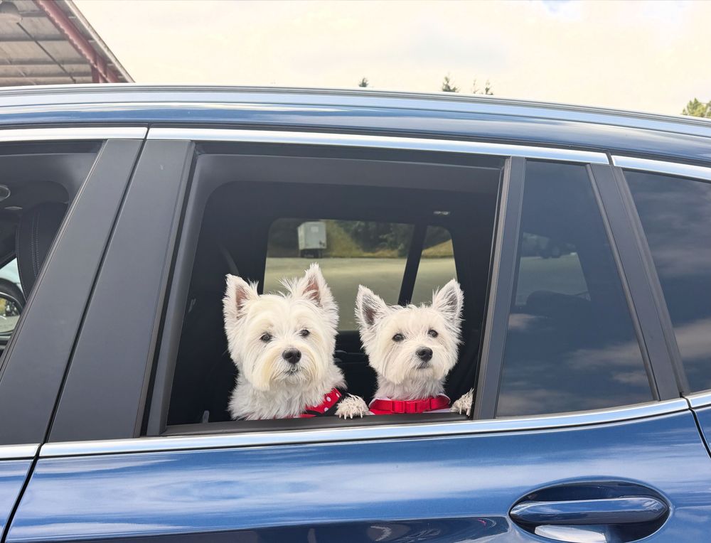 Two of my four dogs! 