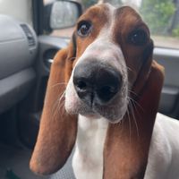 Gallery Photo of Sometimes Penelope Pitstop the therapy Basset hound in training comes to session. (with client permission ) 