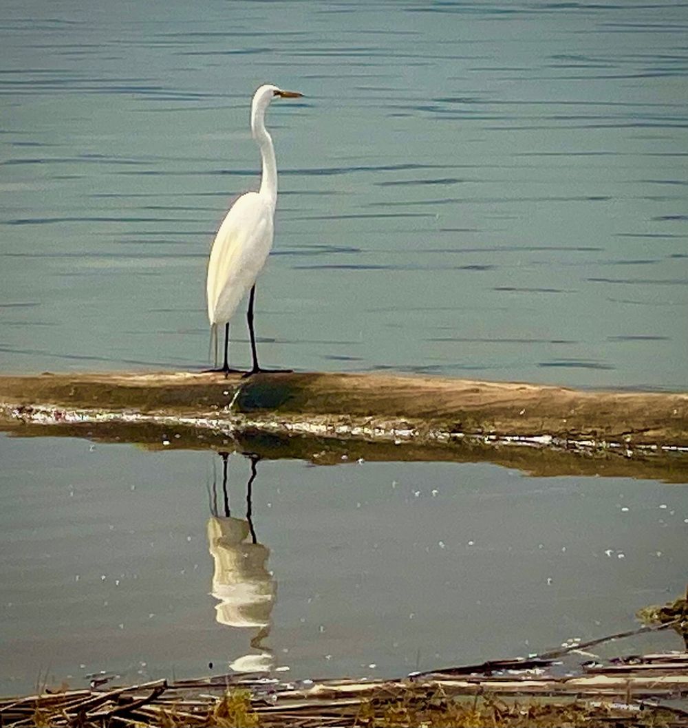 Lake Casitas Egret