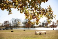 Gallery Photo of A park bench near Burning Tree Lake under a tree on a mild, sunny winter day.