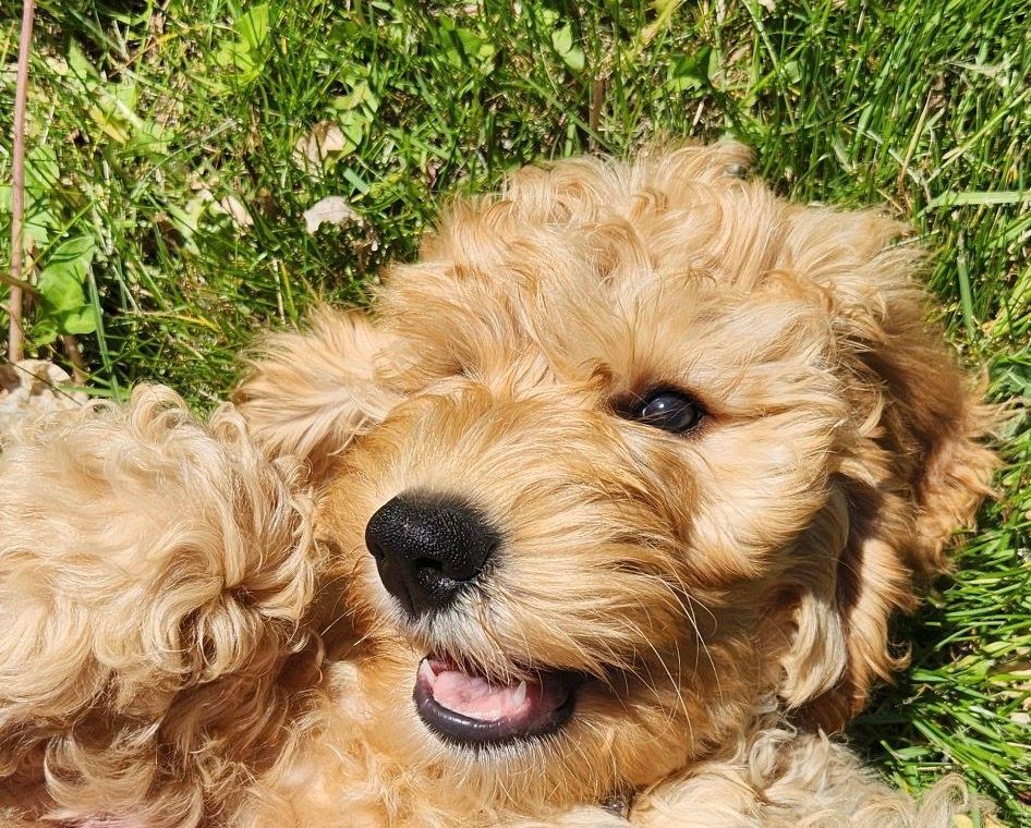 This is my assistant, Chewy! He is a loving golden-doodle that is trained (he attended school & everything!) to provide support services to clients. 