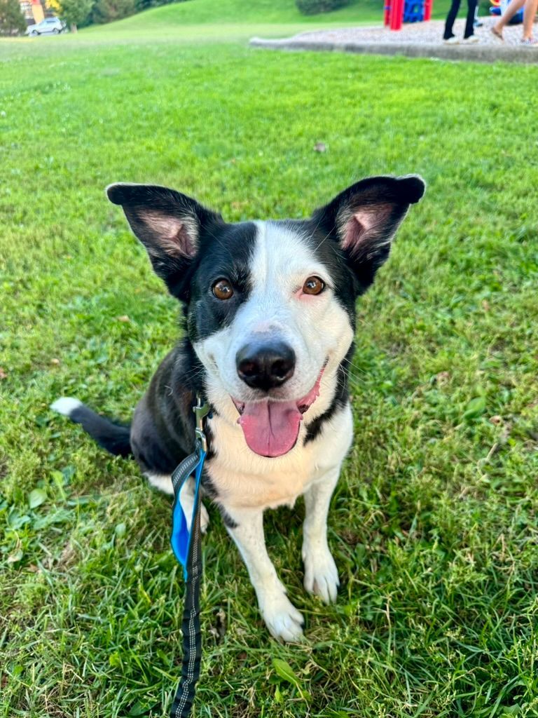 Annie is a 7 year old, Border Collie Mix. She loves to snuggle and allows the therapy space to feel less intimidating!