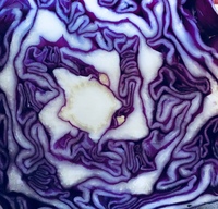 Gallery Photo of Red cabbage, but blue