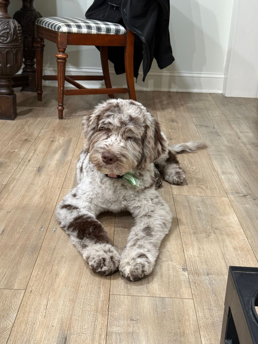 Jedi is a Therapy dog in training to serve you, our clients 