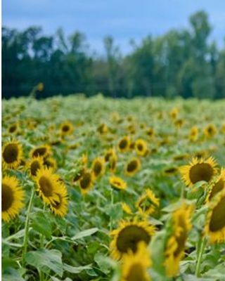 Photo of Denotra Johnson Winston - Sunflowers Wellness Therapeutic Services PLLC, Licensed Clinical Mental Health Counselor, LCMHC