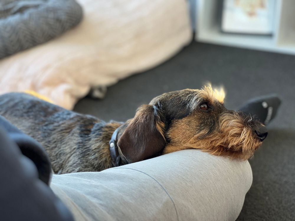 My therapy dog Odinn is a 2 year old standard dachshund. He is a small to medium size dog with a wire coat, which sheds minimally.