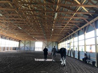 Gallery Photo of Equine-assisted psychotherapy sessions are hosted in our indoor arena space with lots of room for connection and self-discovery.