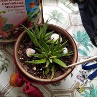 Gallery Photo of I like to use plants in therapy to practice self awareness. If not seeing how plants (or people) around us are fairing are we checking with ourselves?