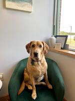 Gallery Photo of Meet Rory! He is a certified Canine Good Citizen. Rory enjoys meeting people of all ages! His goal is to help you feel comfortable and accepted.