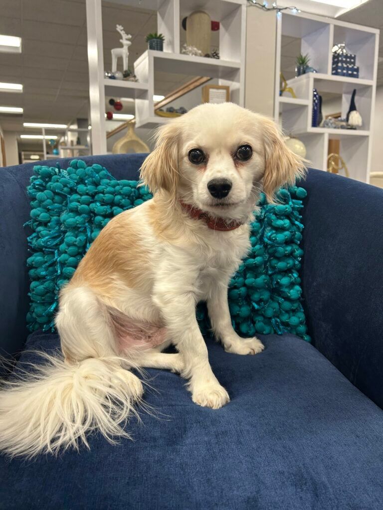 Biscuit helps provide comfort during appointments on days when he is in the office.