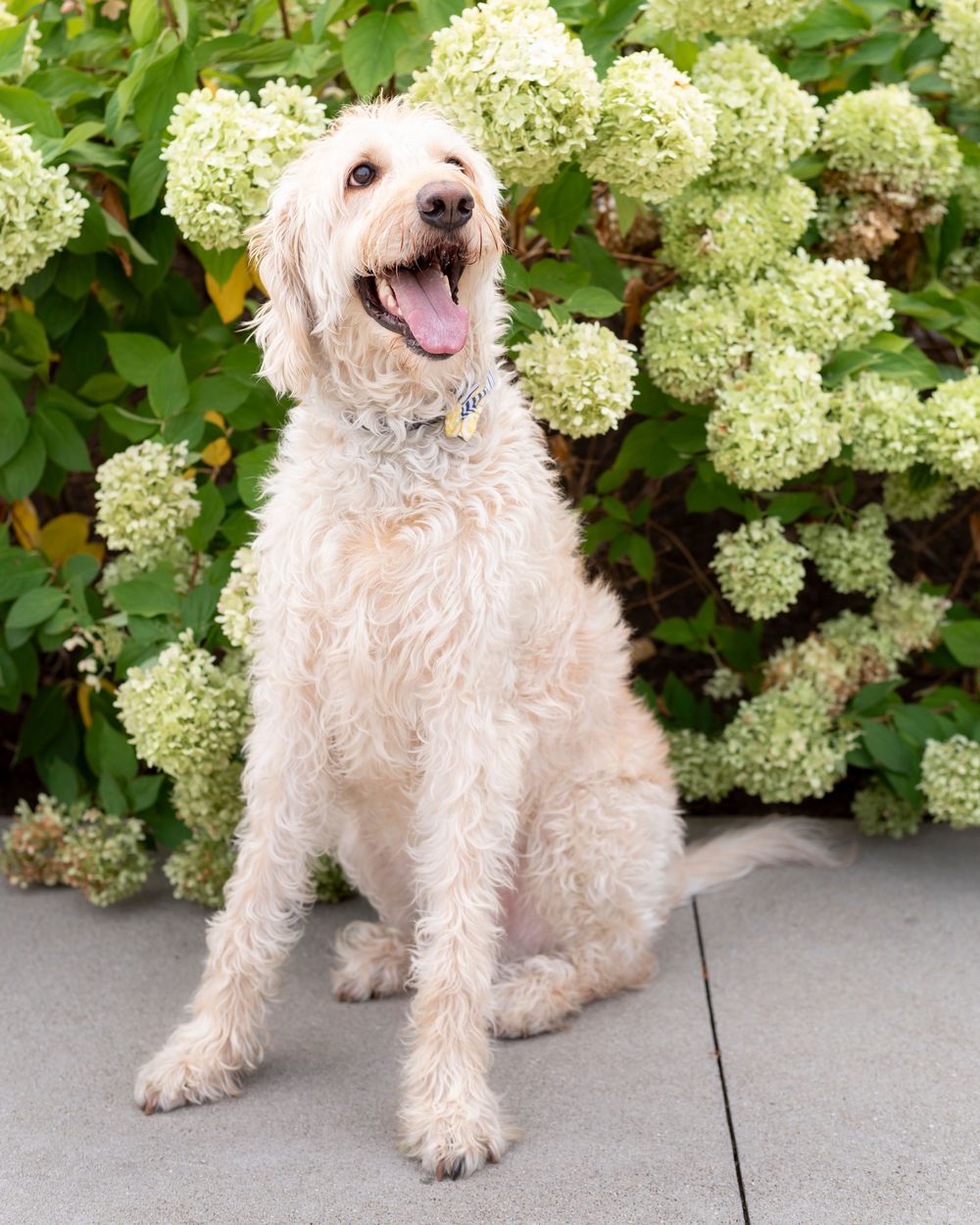 Oberon, my certified therapy dog