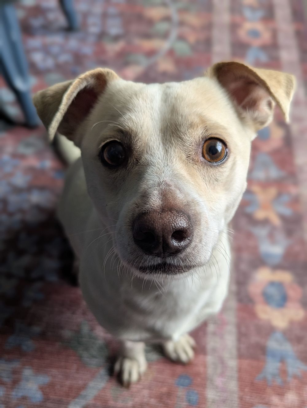 Pluto, my therapy sidekick!