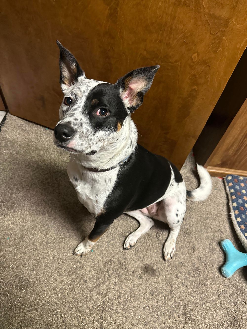 Dr. Zoey is a co-therapist at Infinite Bloom Therapy. She specializes in cuddles and begging for treats.
