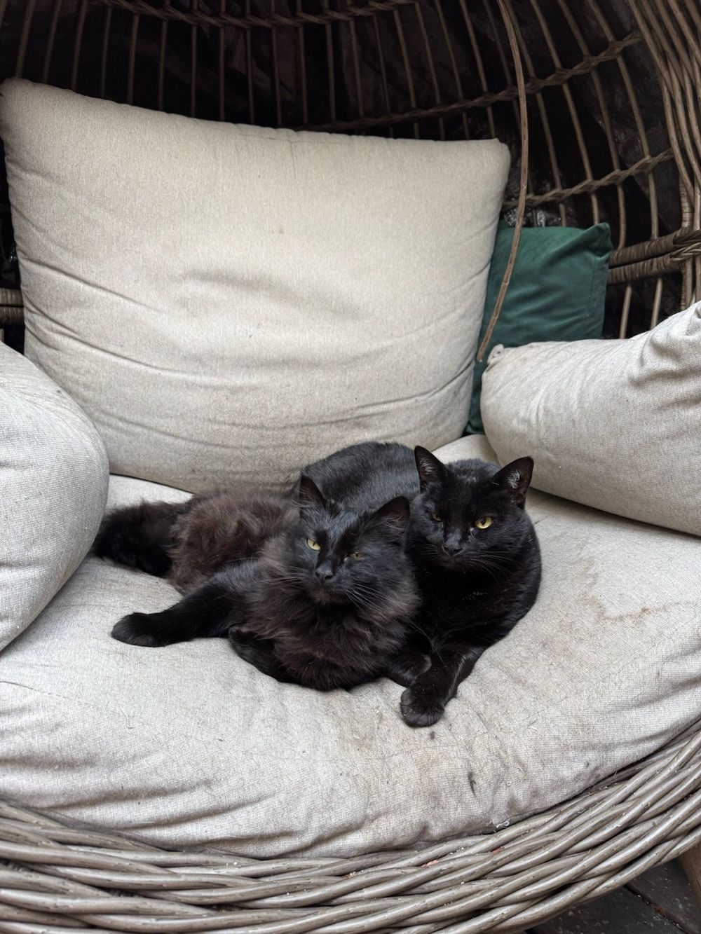 Of course I have black cats. Putnam is the hefty, loud, lovey, clueless one; Cerberus is the high-strung and demandingly affectionate floof.