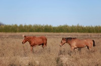 Gallery Photo of Horses are kept on the property in a field adjacent to the Burning Tree Ranch campus.