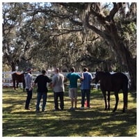 Gallery Photo of Equine Therapy Group Session