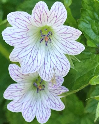 Photo of Helen Stepien - Renari Counseling LLC, Counselor, LPCC-S