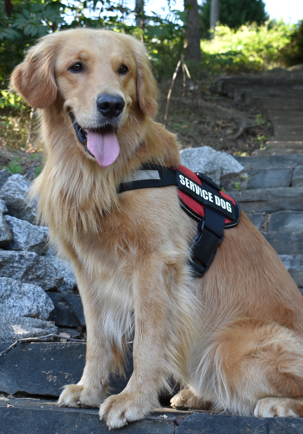 Gallery Photo of Meet Finn. Finn is a Golden Retriever and a certified Service Dog who works with me in my office. He provides a gentle, loving presence in sessions!