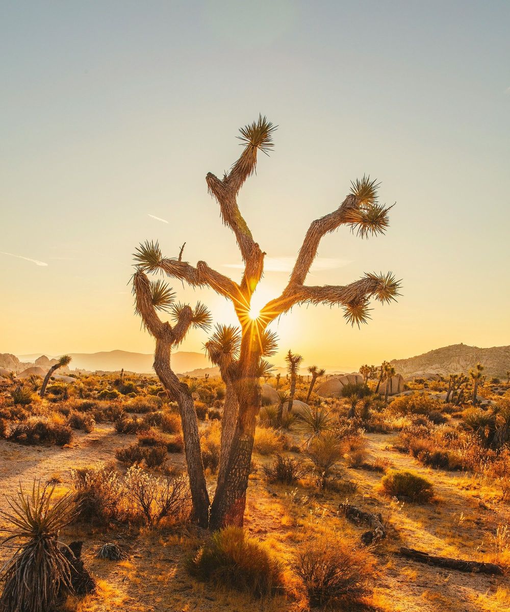 Flexible online therapy in California, beach, desert, or mountains. 