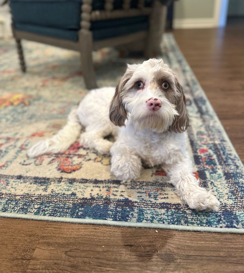 This is Rowan! He is a very sweet natured Cavapoo! He's here everyday with me and is such a big help to my clients!