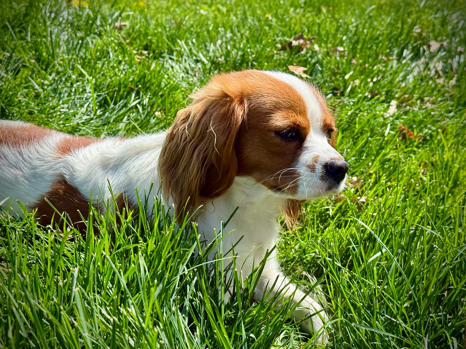 Lady the therapy dog