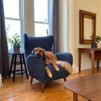 Gallery Photo of Virtual office dog 