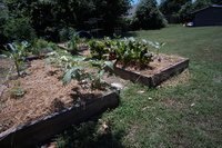 Gallery Photo of The vegetable garden