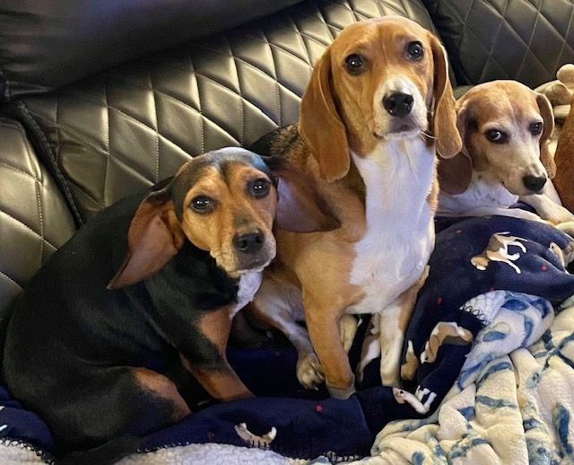 three of my pupsistants you may see or hear during session!