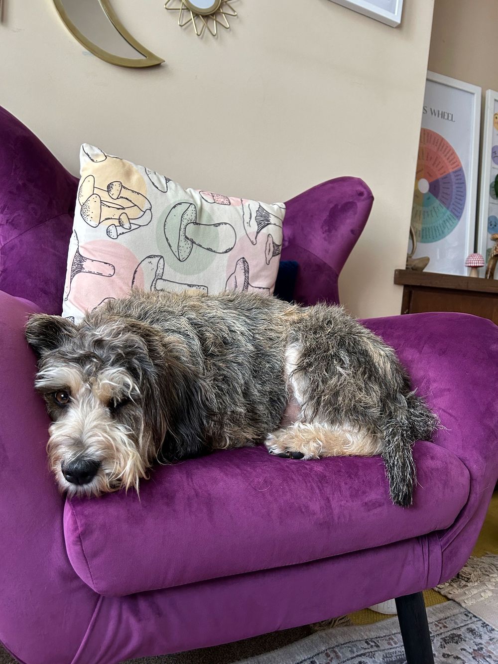 Meet Odie, part-time employee at Connected Therapy! 
