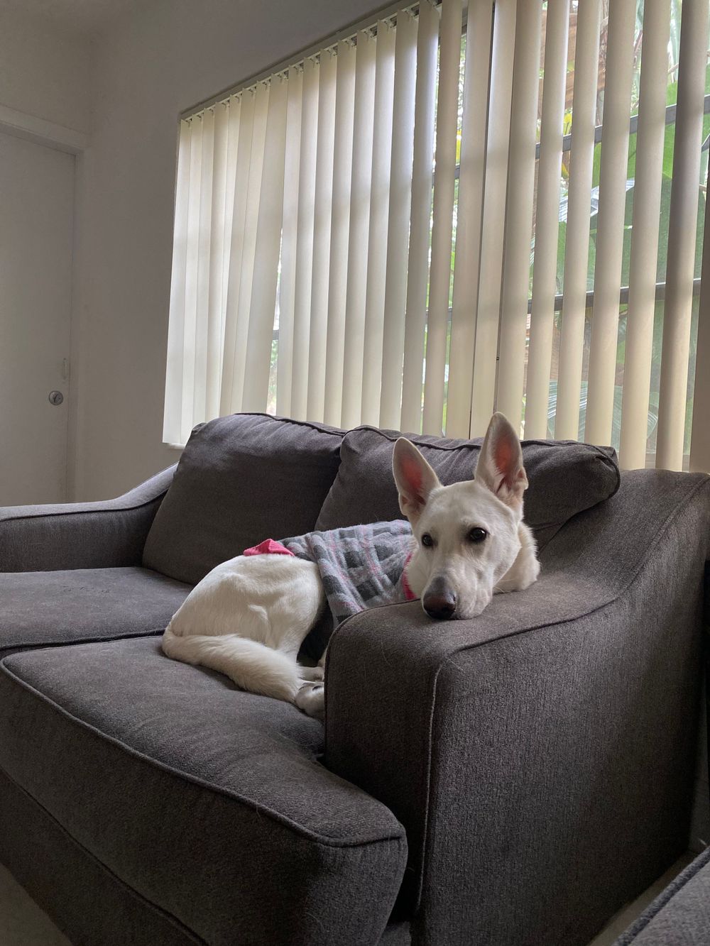 My white German Shepherd, Skye. She is an excellent co-therapist.