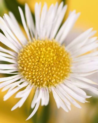 Photo of Daisy Chain Counselling & Wellbeing Service, Counsellor in Huntingdon, England