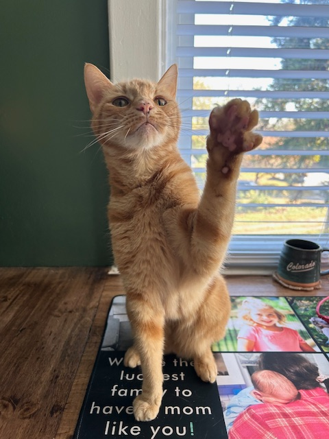Meet Mia-my unofficial therapy cat and office mate! She might make an appearance to offer comfort and a touch of purr therapy. 