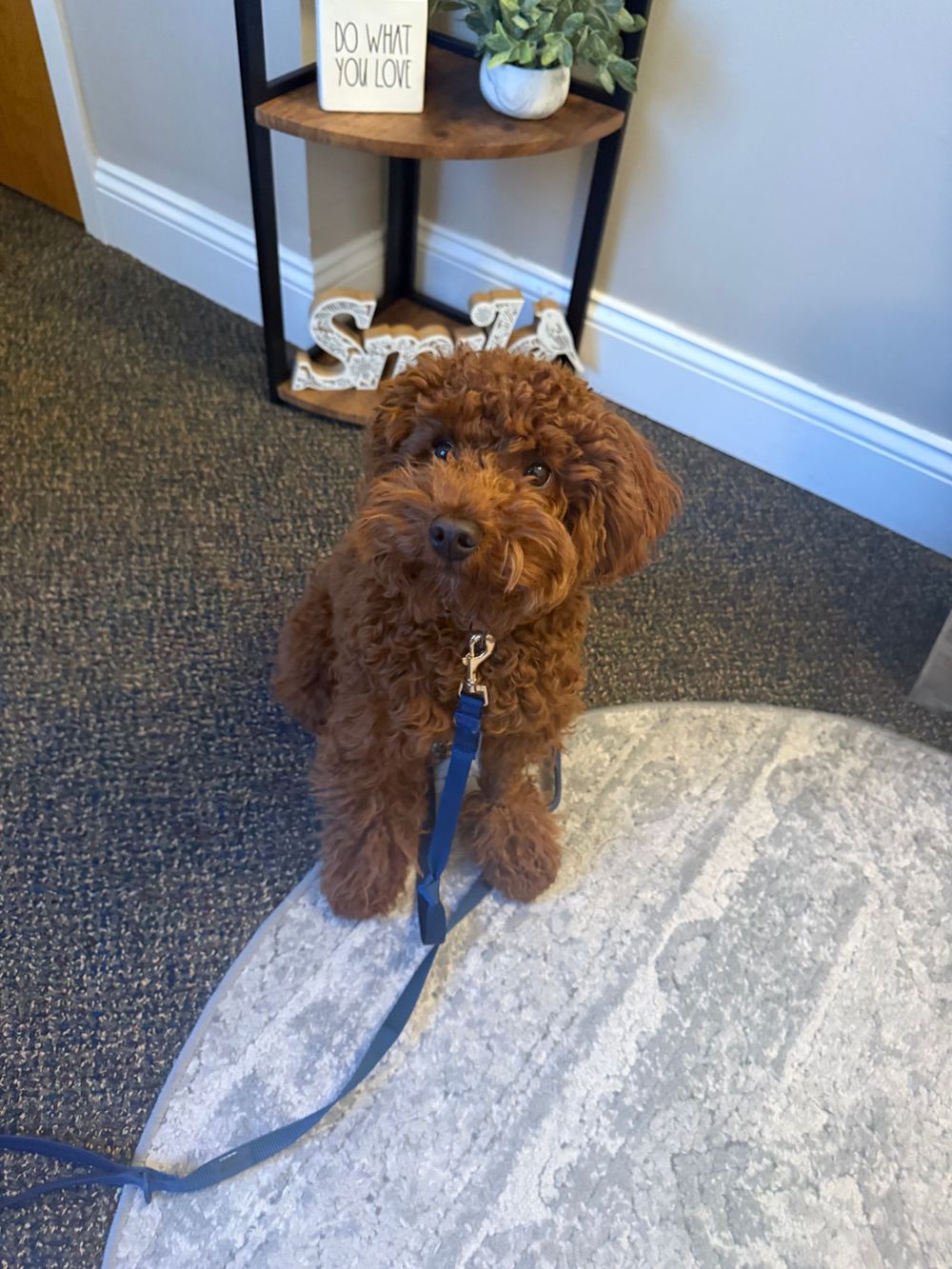 Hurley is my hypoallergenic toy poodle who is in training to be a therapy dog. With permission he may be present during sessions.