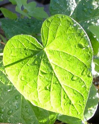 Photo of Christy Tackwell - Center for Creative Studies, LLC, Counselor, MA, LPCC, LPAT, ATR