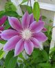 Photo of - Trellis Counseling