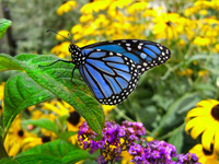 Gallery Photo of The Monarch Butterfly