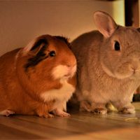 Gallery Photo of Our blended family Rollo the guinea pig and Maggie, the rabbit